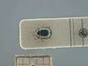 BE-RBINS-ENT Antitypona saltatoria K30_D01_036 Dorsal.jpg