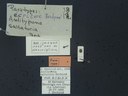 BE-RBINS-ENT Antitypona saltatoria K30_D01_036 Label.JPG