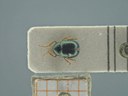 BE-RBINS-ENT Antitypona saltatoria K30_D01_037 Dorsal.jpg