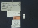 BE-RBINS-ENT Antitypona saltatoria K30_D01_037 Label.JPG