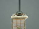 BE-RBINS-ENT Antitypona saltatoria K30_D01_038 Frontal.jpg
