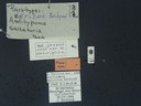BE-RBINS-ENT Antitypona saltatoria K30_D01_038 Label.JPG