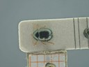 BE-RBINS-ENT Antitypona saltatoria K30_D01_039 Dorsal.jpg