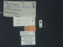 BE-RBINS-ENT Antitypona saltatoria K30_D01_039 Label.JPG
