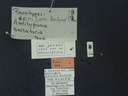BE-RBINS-ENT Antitypona saltatoria K30_D01_040 Label.JPG