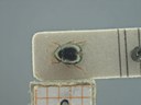 BE-RBINS-ENT Antitypona saltatoria K30_D01_041 Dorsal.jpg
