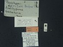 BE-RBINS-ENT Antitypona saltatoria K30_D01_041 Label.JPG