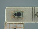 BE-RBINS-ENT Antitypona saltatoria K30_D01_042 Dorsal.jpg