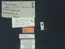 BE-RBINS-ENT Antitypona saltatoria K30_D01_042 Label.JPG