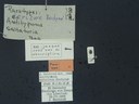 BE-RBINS-ENT Antitypona saltatoria K30_D01_043 Label.JPG