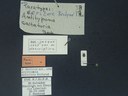 BE-RBINS-ENT Antitypona saltatoria K30_D01_044 Label.JPG