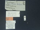 BE-RBINS-ENT Antitypona saltatoria K30_D01_045 Label.JPG