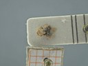 BE-RBINS-ENT Antitypona saltatoria K30_D01_046 Dorsal.jpg
