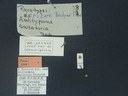 BE-RBINS-ENT Antitypona saltatoria K30_D01_046 Label.JPG