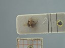 BE-RBINS-ENT Antitypona saltatoria K30_D01_047 Dorsal.jpg