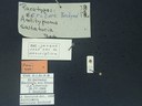 BE-RBINS-ENT Antitypona saltatoria K30_D01_047 Label.JPG
