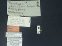 BE-RBINS-ENT Antitypona saltatoria K30_D01_048 Label.JPG