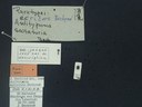BE-RBINS-ENT Antitypona saltatoria K30_D01_049 Label.JPG