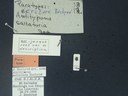 BE-RBINS-ENT Antitypona saltatoria K30_D01_050 Label.JPG