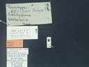 BE-RBINS-ENT Antitypona saltatoria K30_D01_051 Label.JPG