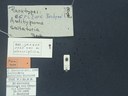 BE-RBINS-ENT Antitypona saltatoria K30_D01_052 Label.JPG