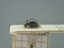 BE-RBINS-ENT Antitypona saltatoria K30_D01_052 Lateral.jpg