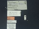 BE-RBINS-ENT Antitypona saltatoria K30_D01_053 Label.JPG
