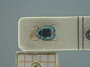 BE-RBINS-ENT Antitypona saltatoria K30_D01_054 Dorsal.jpg