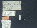 BE-RBINS-ENT Antitypona saltatoria K30_D01_054 Label.JPG
