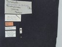 BE-RBINS-ENT Brachypnoea jaanae K30_D02_004 Label.JPG
