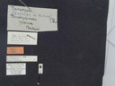 BE-RBINS-ENT Brachypnoea jaanae K30_D02_005 Label.JPG