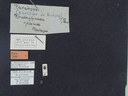 BE-RBINS-ENT Brachypnoea jaanae K30_D02_006 Label.JPG