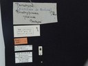 BE-RBINS-ENT Brachypnoea jaanae K30_D02_007 Label.JPG