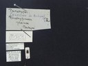 BE-RBINS-ENT Brachypnoea jaanae K30_D02_008 Label.JPG