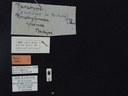 BE-RBINS-ENT Brachypnoea jaanae K30_D02_009 Label.JPG