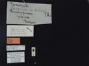 BE-RBINS-ENT Brachypnoea jaanae K30_D02_010 Label.JPG