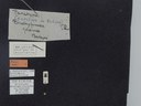 BE-RBINS-ENT Brachypnoea jaanae K30_D02_011 Label.JPG