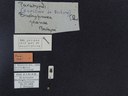 BE-RBINS-ENT Brachypnoea jaanae K30_D02_012 Label.JPG