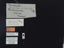 BE-RBINS-ENT Brachypnoea jaanae K30_D02_013 Label.JPG