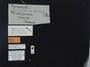 BE-RBINS-ENT Brachypnoea jaanae K30_D02_014 Label.JPG