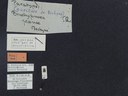 BE-RBINS-ENT Brachypnoea jaanae K30_D02_016 Label.JPG