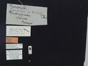 BE-RBINS-ENT Brachypnoea jaanae K30_D02_017 Label.JPG