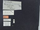BE-RBINS-ENT Brachypnoea jaanae K30_D02_018 Label.JPG