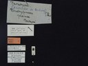 BE-RBINS-ENT Brachypnoea jaanae K30_D02_019 Label.JPG