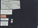 BE-RBINS-ENT Brachypnoea jaanae K30_D02_021 Label.JPG