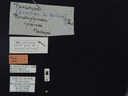 BE-RBINS-ENT Brachypnoea jaanae K30_D02_022 Label.JPG