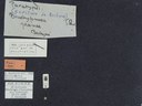 BE-RBINS-ENT Brachypnoea jaanae K30_D02_023 Label.JPG