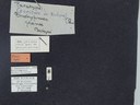 BE-RBINS-ENT Brachypnoea jaanae K30_D02_024 Label.JPG