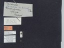 BE-RBINS-ENT Brachypnoea jaanae K30_D02_025 Label.JPG