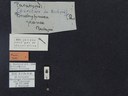 BE-RBINS-ENT Brachypnoea jaanae K30_D02_026 Label.JPG